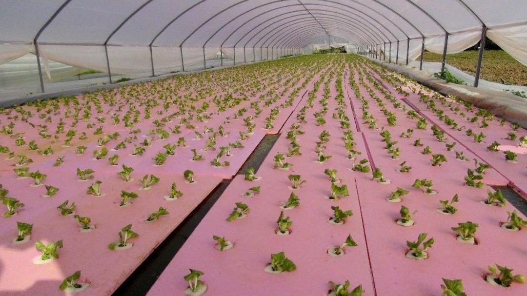 G&ouml;lete &Ccedil;evirdiği Serada Maruldan Servet Kazanıyor