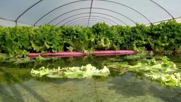 Gölete Çevirdiği Serada Maruldan Servet Kazanıyor G4