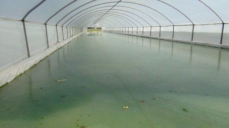 Gölete Çevirdiği Serada Maruldan Servet Kazanıyor G5