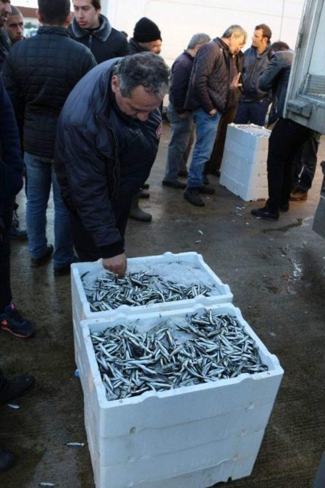 Rusya’da Hamsi Sahile İşte Böyle Vurdu