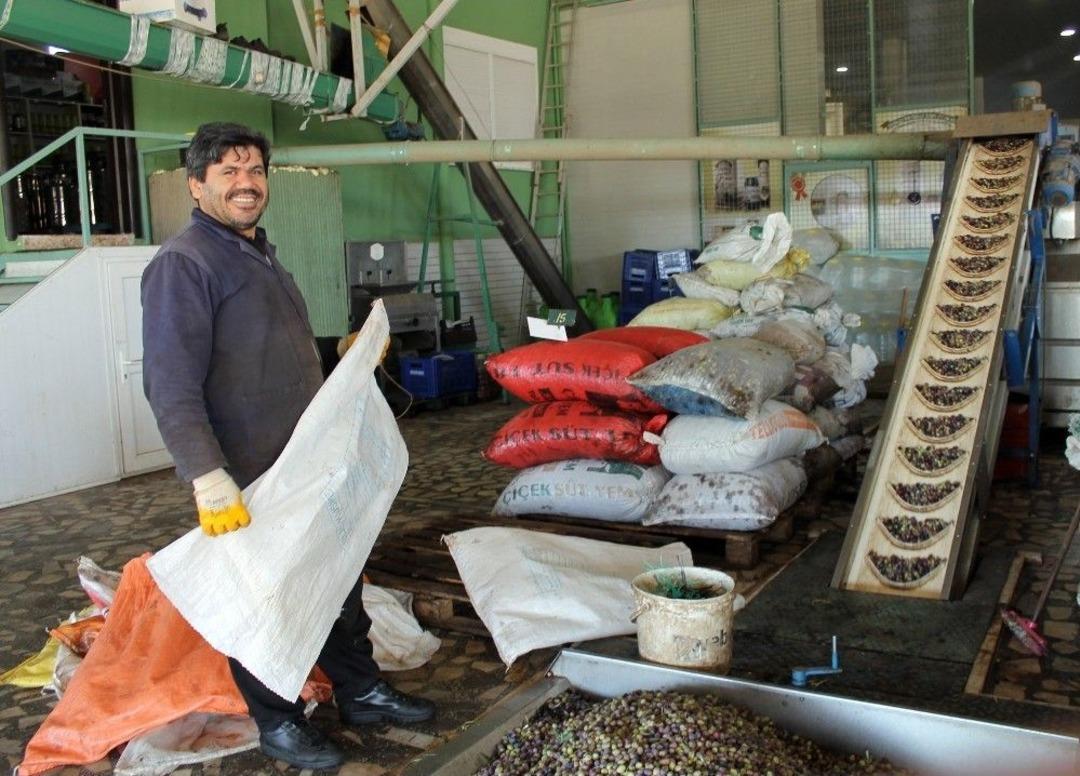 Antalya&rsquo;da Zeytincilik Gelişiyor