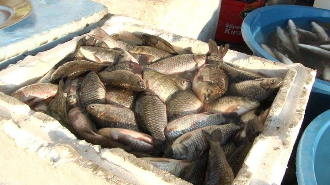 Dicle&rsquo;de &lsquo;istilacı&rsquo; İsrail Sazanları Balıkların Neslini T&uuml;ketiyor
