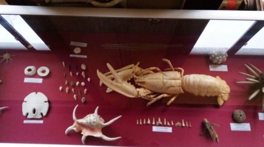 Doğa Meraklısı &Ouml;ğretmen Ayvalık&rsquo;a &lsquo;doğa M&uuml;zesi&rsquo; Kazandırdı