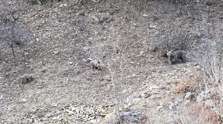 Ayıların Kış Uykusu &Ouml;ncesi Son Gezintileri