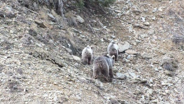 Ayıların Kış Uykusu Öncesi Son Gezintileri