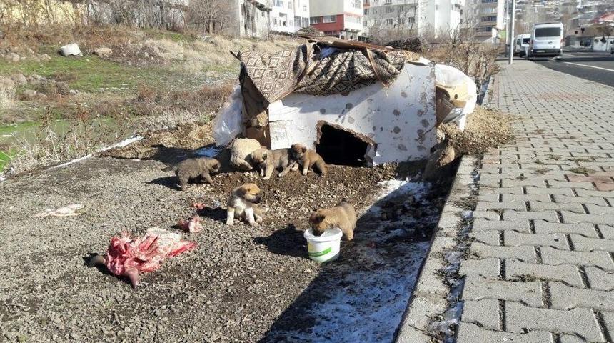 Yavru K&ouml;pekleri Anneleri Bıraktı, Esnaf Sahip &Ccedil;ıktı