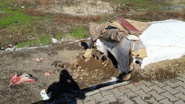 Yavru Köpekleri Anneleri Bıraktı, Esnaf Sahip Çıktı