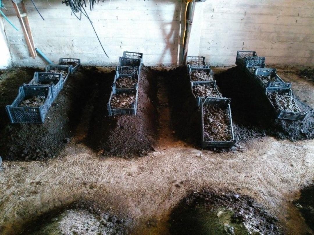 Merakla Başladığı Solucan G&uuml;bresinin Bir Yılda Ticaretini Yapmaya Başladı