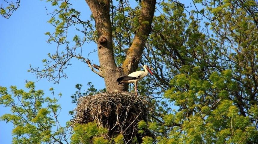 Leyleklerin Hayatı G&uuml;venceye Alınıyor