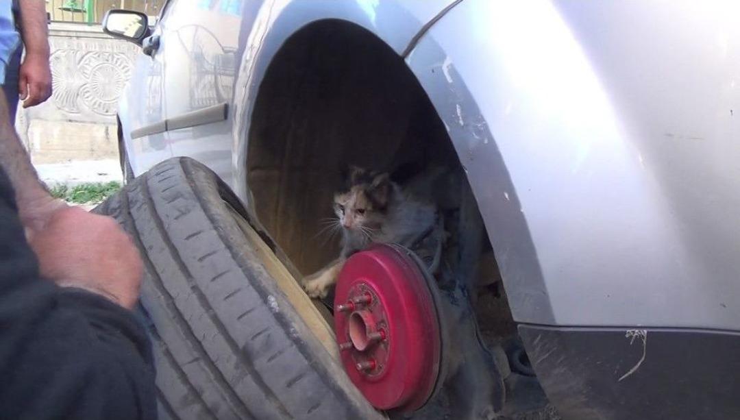 (&ouml;zel) Yaramaz Kedi İtfaiye Erlerine Zor Anlar Yaşattı