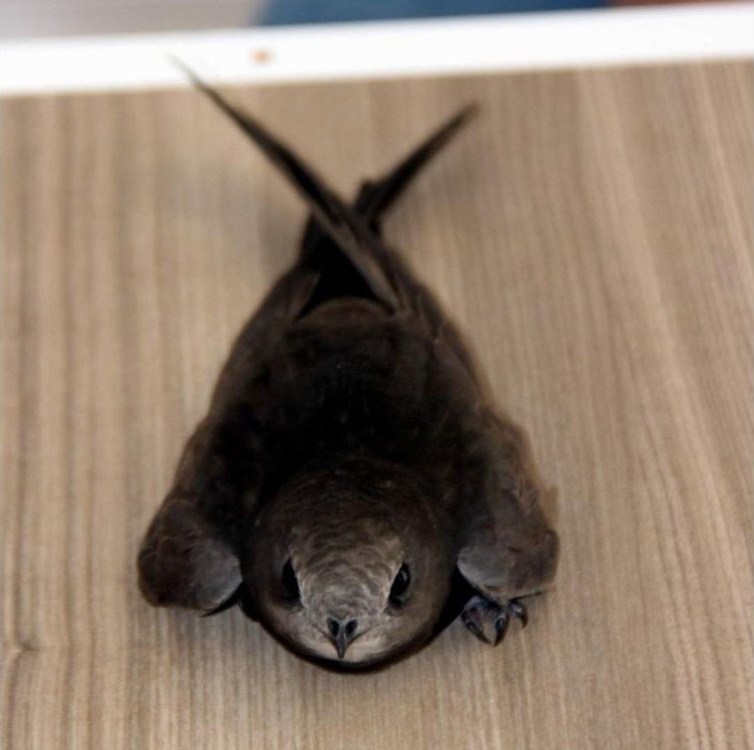 Zalim Ebrehe&rsquo;nin Ordusunu Yenen Ebabil Kuşu Kayseri&rsquo;de Bulundu