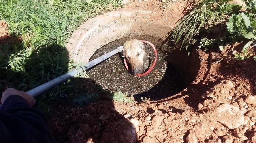 R&ouml;gara D&uuml;şen K&ouml;peği İtfaiye Kurtardı