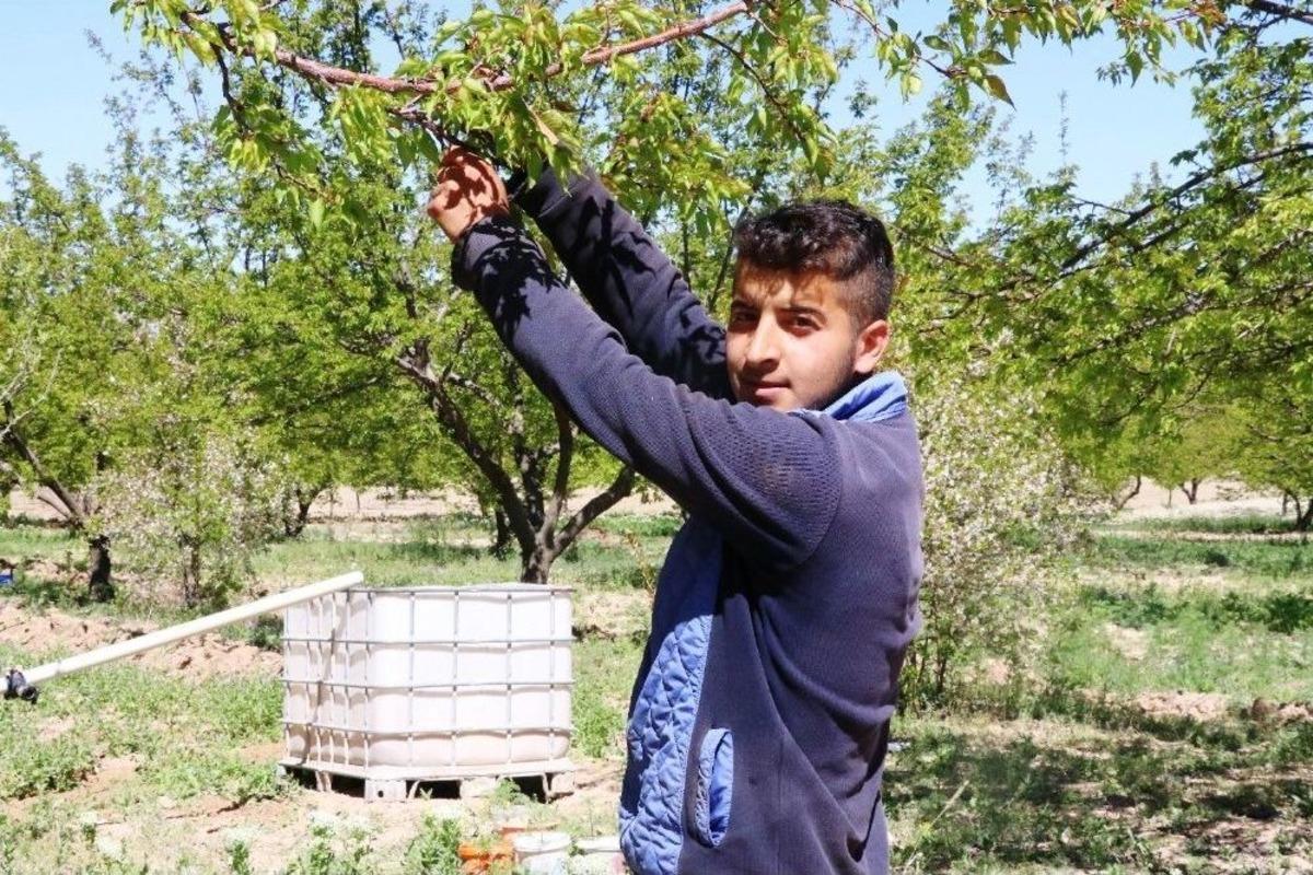 Kayısı En Meşakkatli D&ouml;neme Girdi