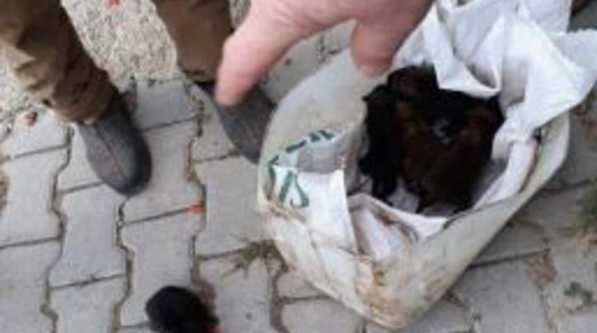 Balıkesir&rsquo;de Bulunan Kurt Yavruları Bursa&rsquo;da Koruma Altına Alındı.