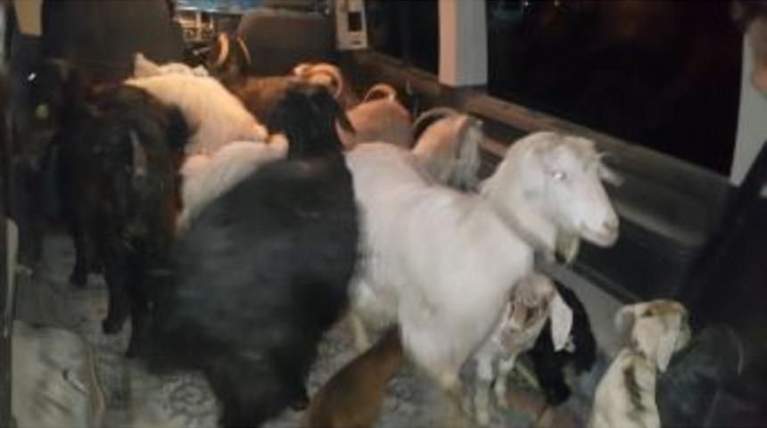 &Ccedil;aldıkları &Ccedil;eki, Oğlak Ve Tavuklarla Yakalandılar