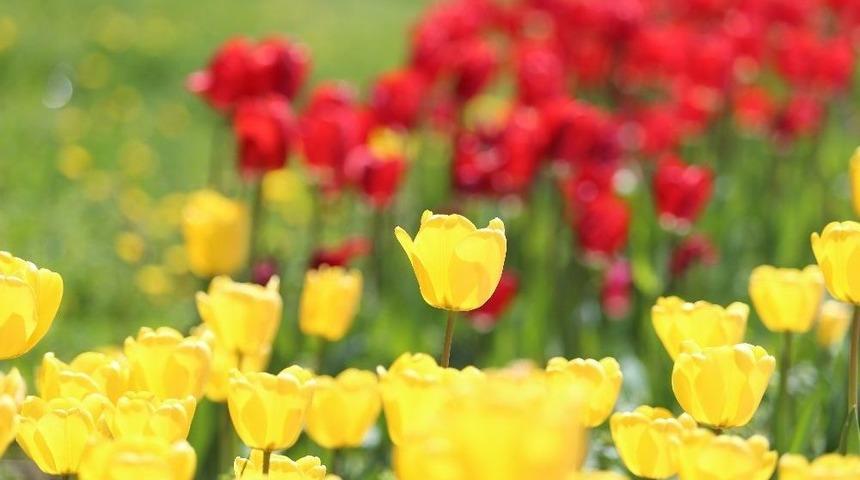 Sincan Laleler İle Renklendi