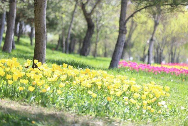 Sincan Laleler İle Renklendi 1