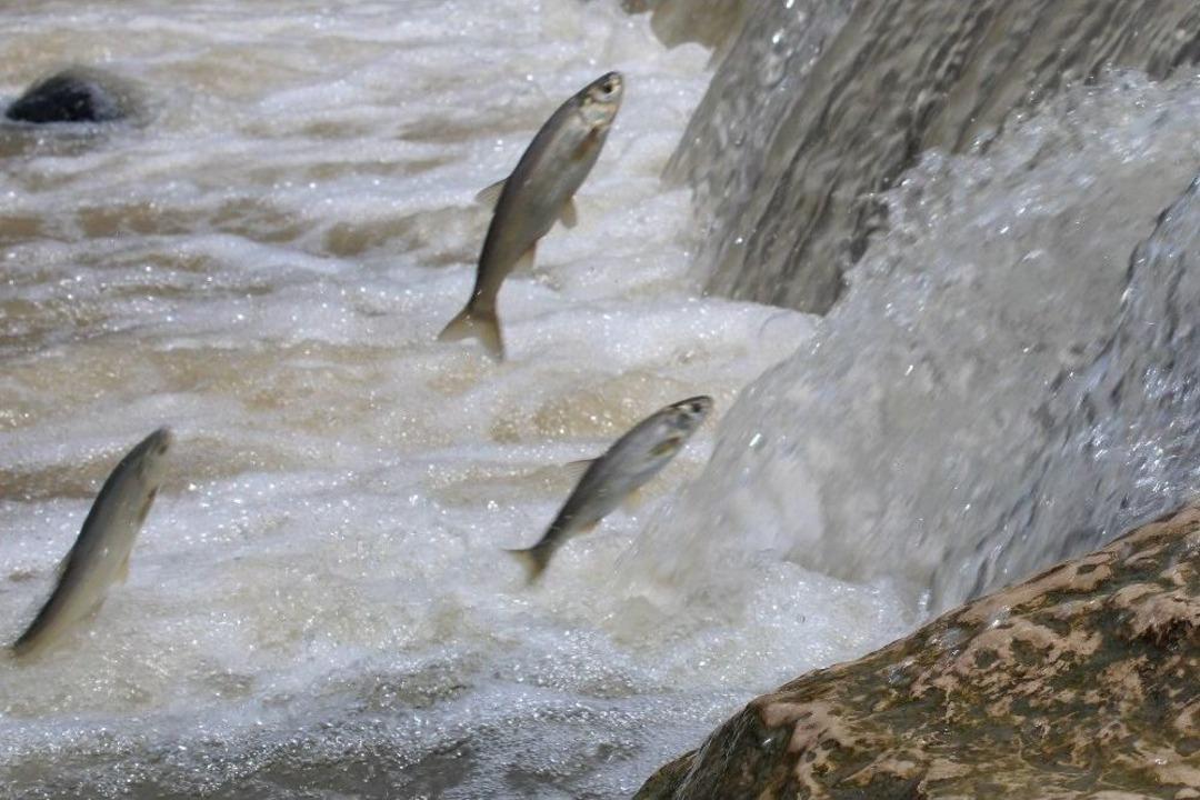 İnci Kefalleri Bu Kez Şehir Merkezine G&ouml;&ccedil; Etti
