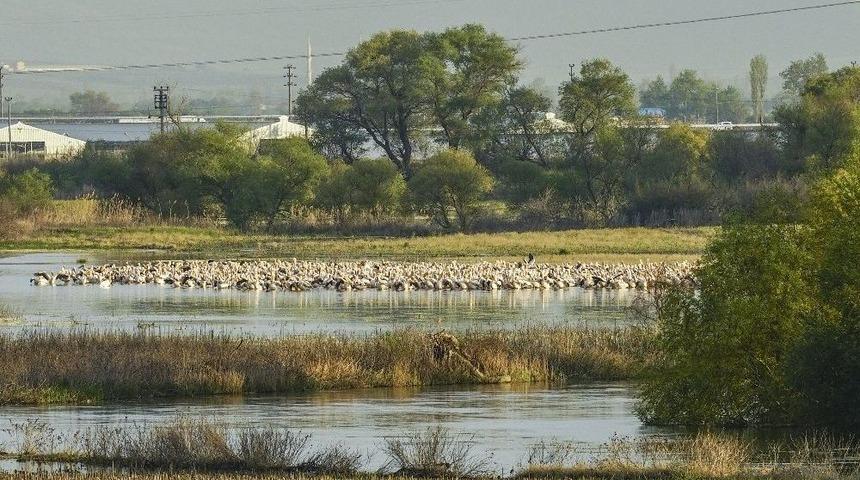 Ak Pelikanların D&uuml;nyadaki En &Ouml;nemli Dinlenme Alanlarından Biri Keşfedildi