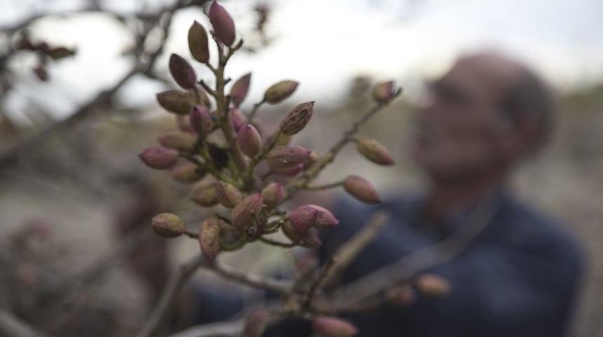 Başkent&rsquo;te Antep Fıstığı Atağı