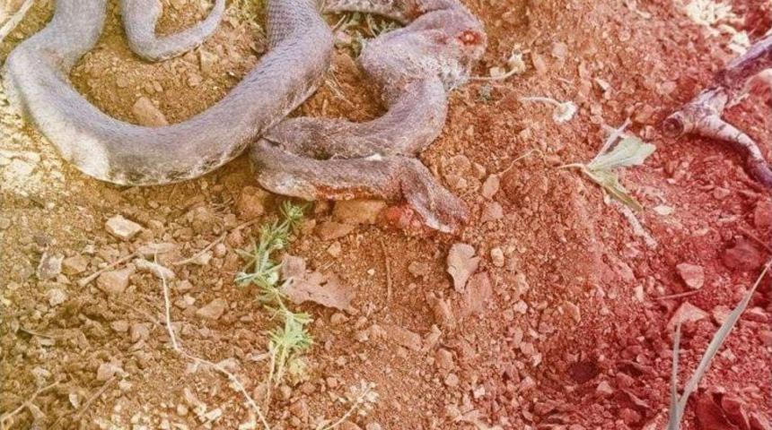 Kahramanmaraş&rsquo;ta Yılan Paniği