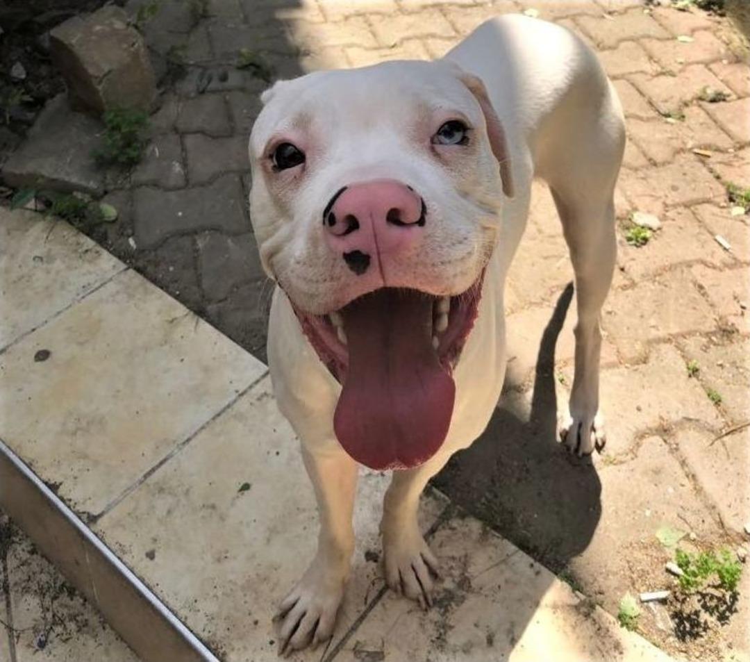 Aşil&rsquo;i Bulana 2 Bin Lira &Ouml;d&uuml;l