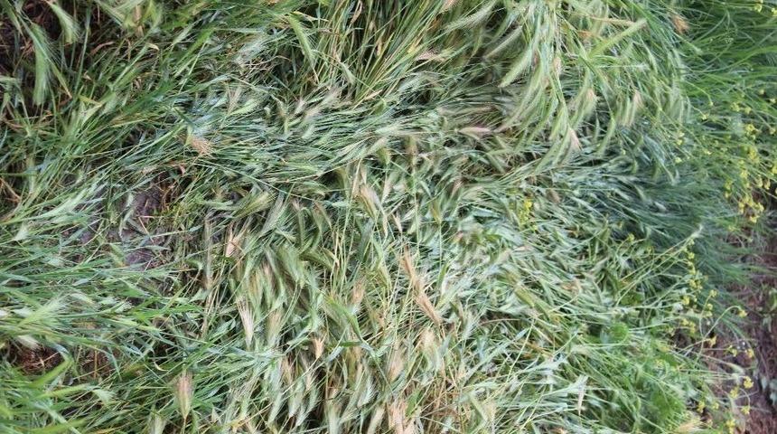 Dolu Yağışı Ekili Tarım Arazilerini Vurdu