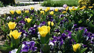 Bahar Çiçekleri Alaşehir’e Renk Kattı