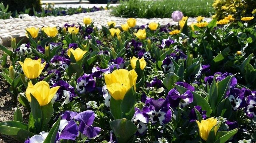 Bahar Çiçekleri Alaşehir’e Renk Kattı