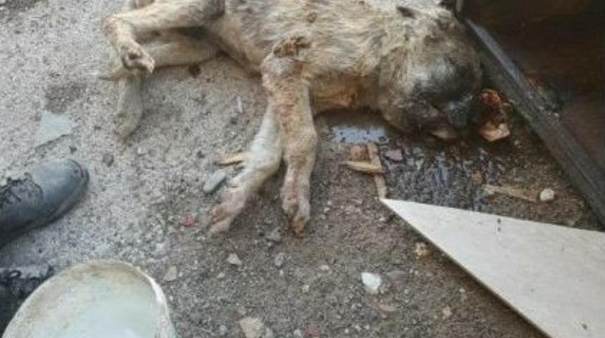 Bu Manzara Y&uuml;rekleri Sızlattı.