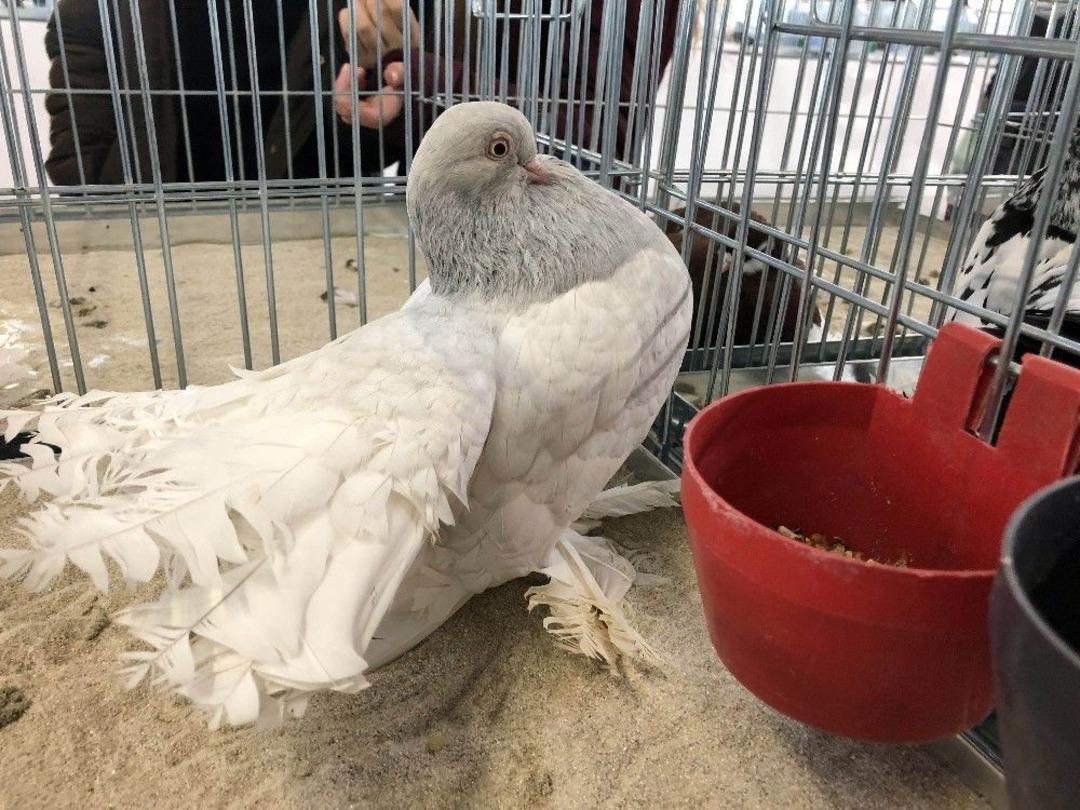 &Ccedil;orlu&rsquo;da &ldquo;t&uuml;rkiye&rsquo;nin En B&uuml;y&uuml;k Evcil Kanatlılar Festivali&rdquo;