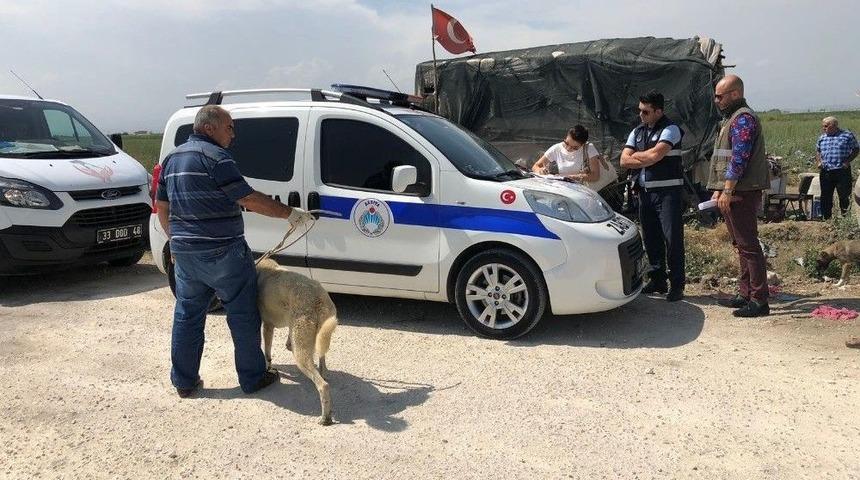 Direğe Bağlanıp Aç Bırakılan Köpekler Kurtarıldı