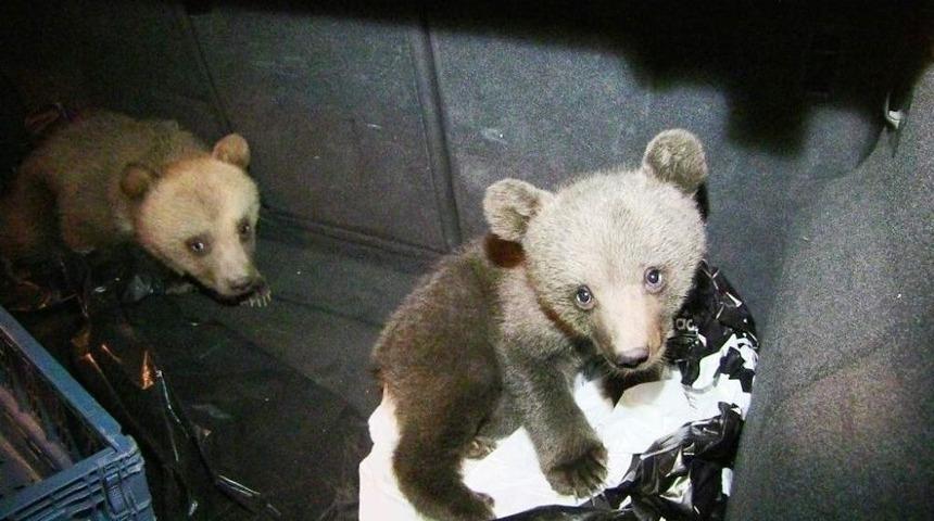 Köpeklerin Saldırısından Kurtarılan Yavru Ayılar İlgi Odağı Oldu