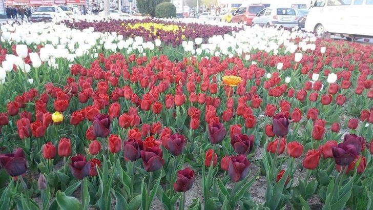 Kütahya Çiçek Açtı G2