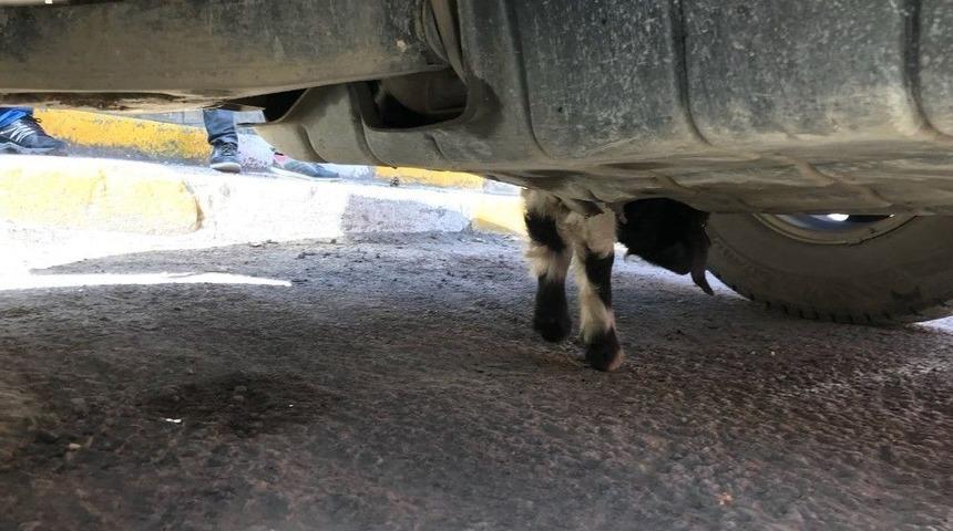 Aracın Motoruna Giren Yavru Keçi Kurtarıldı