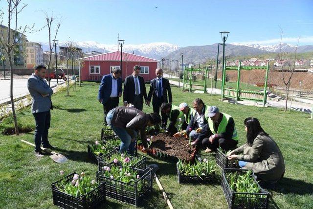 Lale Vadisi Parkı’nda Lale Soğanı Ekimi Yapıldı