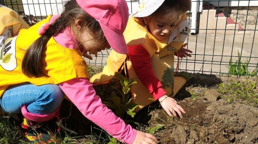 Anaokulu &Ouml;ğrencileri Fidan Dikti