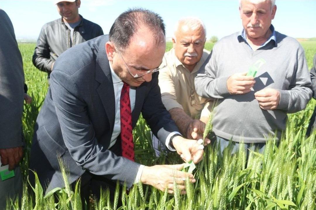 S&uuml;ne İle Biyolojik M&uuml;cadelede 35 Bin 700 Faydalı B&ouml;cek Doğaya Salındı