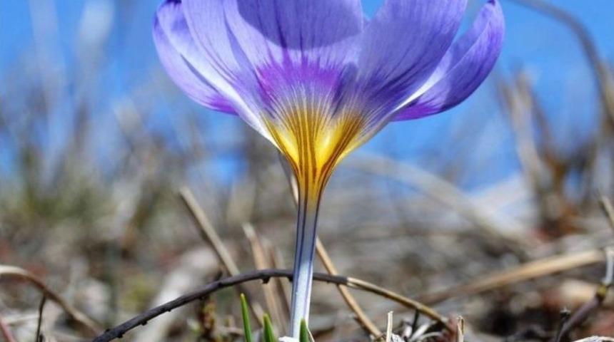 Sarıkamış’ta Mavi Kardelenler Büyüledi