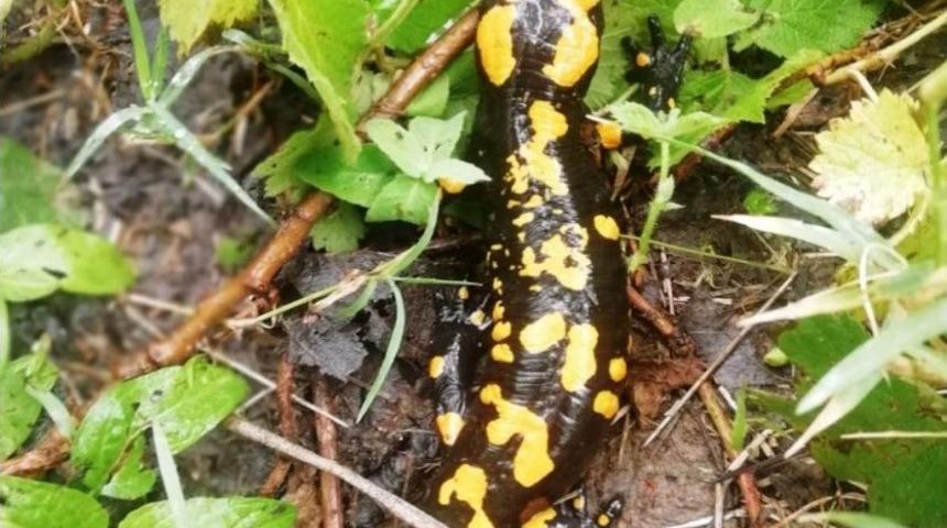 Kahramanmaraş’ta Sarı Benekli Semender Bulundu