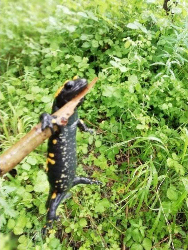 Kahramanmaraş’ta Sarı Benekli Semender Bulundu