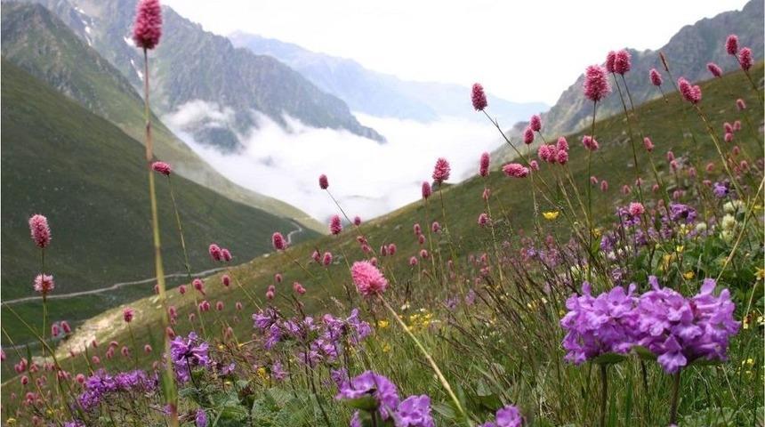 Doğu Karadeniz Bitkilerin Gen Merkezi