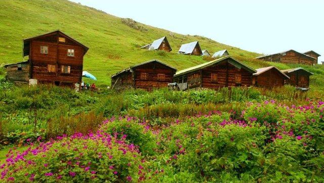 Doğu Karadeniz Bitkilerin Gen Merkezi