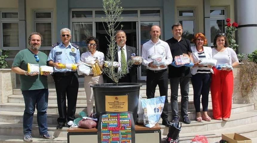 Erzurum Toprağında Zeytin Yetişecek