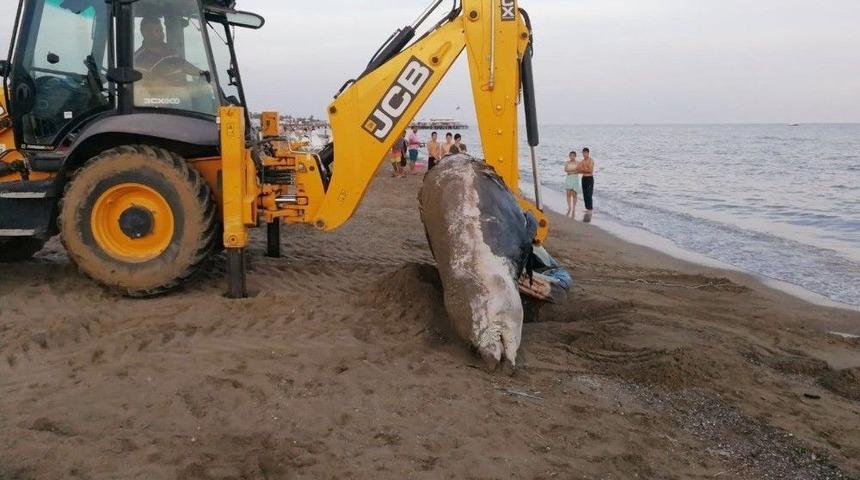 Plaja 4 Metrelik Balina &Ouml;l&uuml;s&uuml; Vurdu