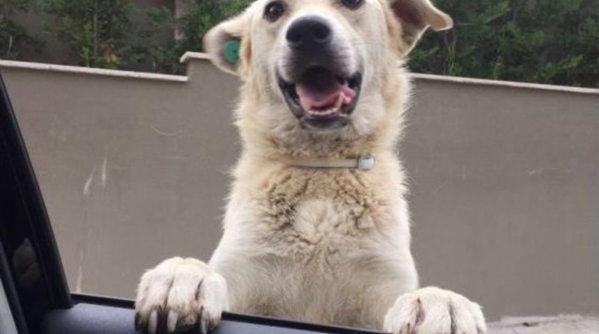 Komşusunun Köpeğini Kaçırmaktan Yargılanıyor