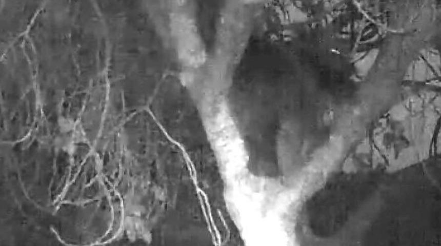 Kazdağlarında İncir Ağacına &Ccedil;ıkan Ayı G&ouml;r&uuml;nt&uuml;lendi