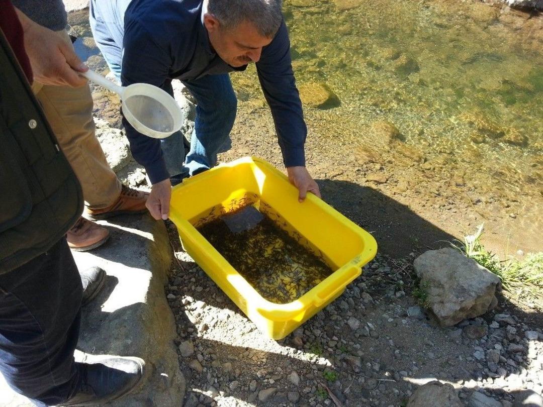 Ordu&rsquo;nun Derelerine 165 Bin Alabalık Salındı