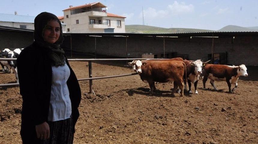 Niğde&rsquo;de Hayvancılık Gelişiyor