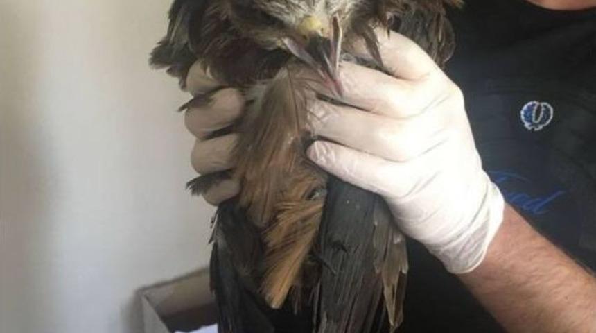 Yaralı Arı Şahin Tedavi Altına Alındı